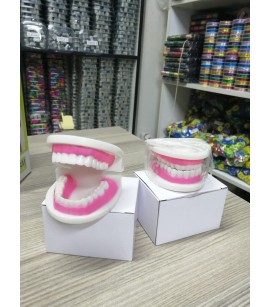 Diş Modeli
