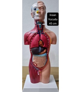 İnsan Vucudu 45 cm