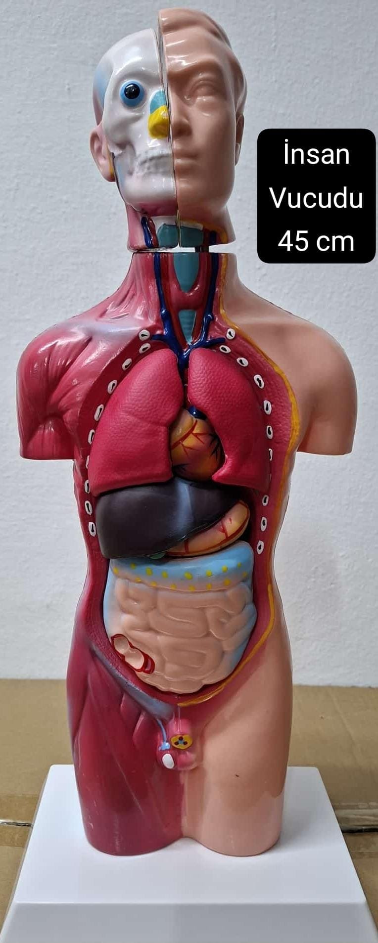 İnsan Vucudu 45 cm