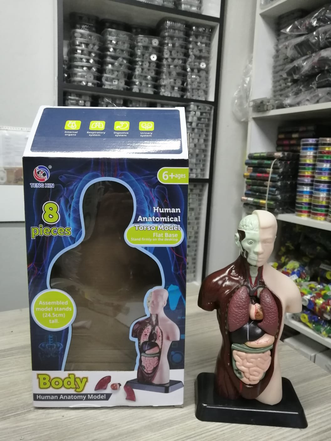 İnsan Vucudu İç Organlar