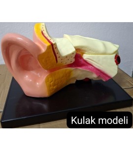 Kulak Modeli