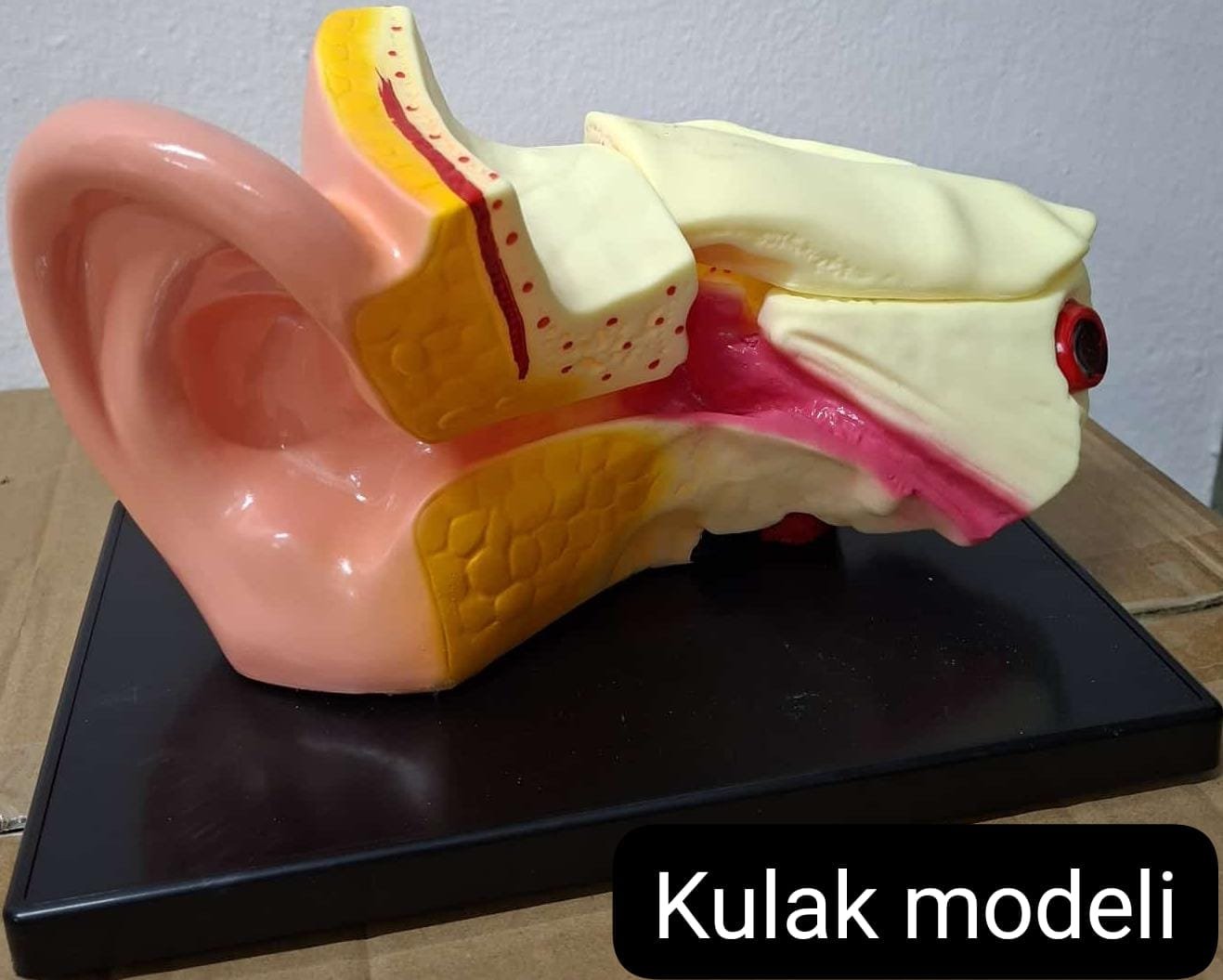 Kulak Modeli