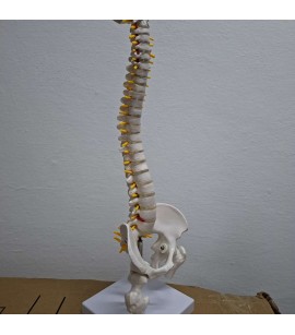 Omurga Modeli