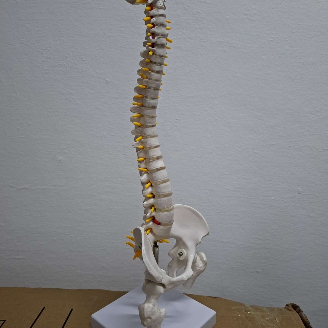 Omurga Modeli